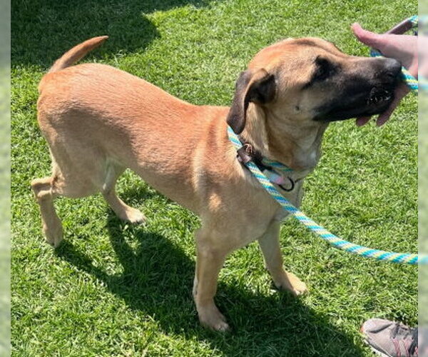 Medium Photo #6 Mutt Puppy For Sale in Ventura, CA, USA