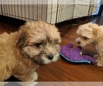 Small Photo #27 Coton de Tulear Puppy For Sale in YELM, WA, USA