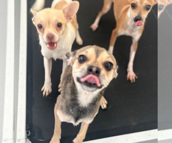 Medium Photo #2 Chihuahua Puppy For Sale in Chico, CA, USA