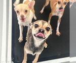Small #1 Chihuahua