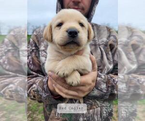 Labrador Retriever Puppy for sale in CASHTON, WI, USA