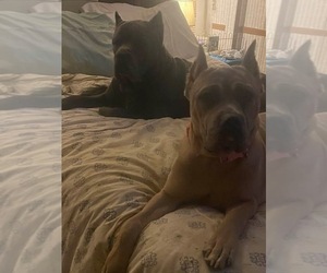 Mother of the Cane Corso puppies born on 06/20/2026