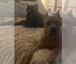 Small Photo #1 Cane Corso Puppy For Sale in ECLECTIC, AL, USA