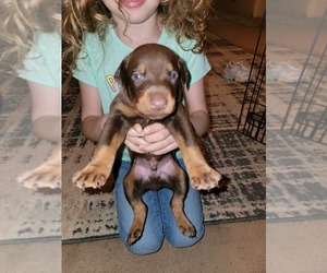 Doberman Pinscher Puppy for Sale in KODAK, Tennessee USA