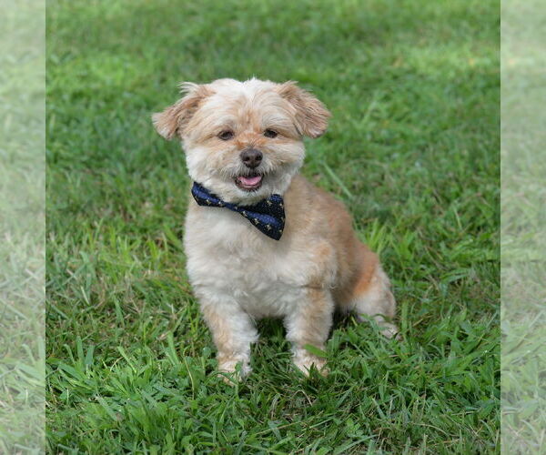 Medium Photo #9 Norfolk Terrier-Unknown Mix Puppy For Sale in Gretna, NE, USA