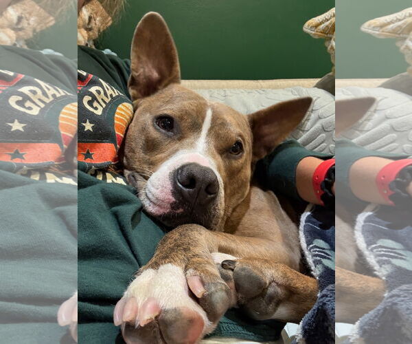 Medium Photo #3 American Pit Bull Terrier Puppy For Sale in Alexandria, VA, USA