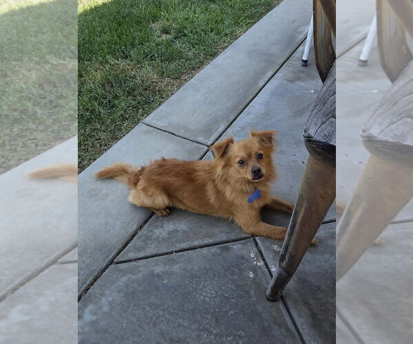 Medium Photo #3 - Mix Puppy For Sale in Menifee, CA, USA