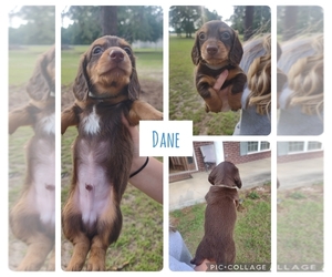 Dachshund Puppy for sale in PEMBROKE, GA, USA