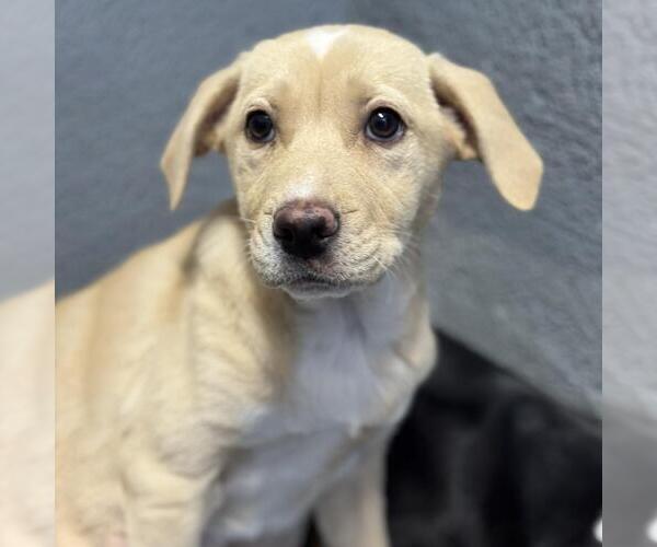 Medium Photo #4 Labrador Retriever-Unknown Mix Puppy For Sale in San Diego, CA, USA