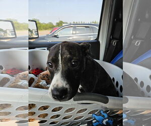 American Staffordshire Terrier-Boston Terrier Mix Dogs for adoption in Minneapolis, MN, USA