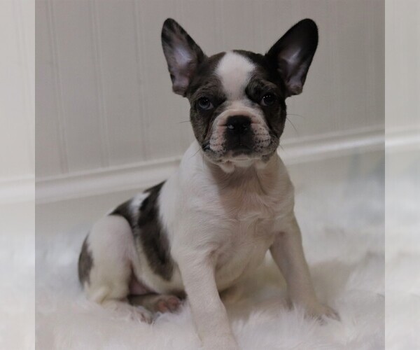 Medium Photo #1 Faux Frenchbo Bulldog Puppy For Sale in EAST EARL, PA, USA