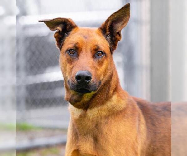 Medium Photo #1 Doberman Pinscher-German Shepherd Dog Mix Puppy For Sale in Camarillo, CA, USA