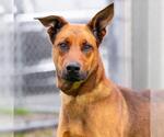 Small Doberman Pinscher-German Shepherd Dog Mix