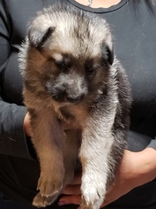 German Shepherd Dog Puppy for sale in HIRAM, GA, USA