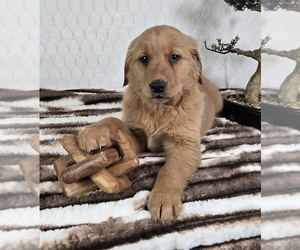 Golden Retriever Puppy for sale in FRANKLIN, IN, USA