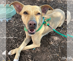 Small #12 Labrador Retriever Mix