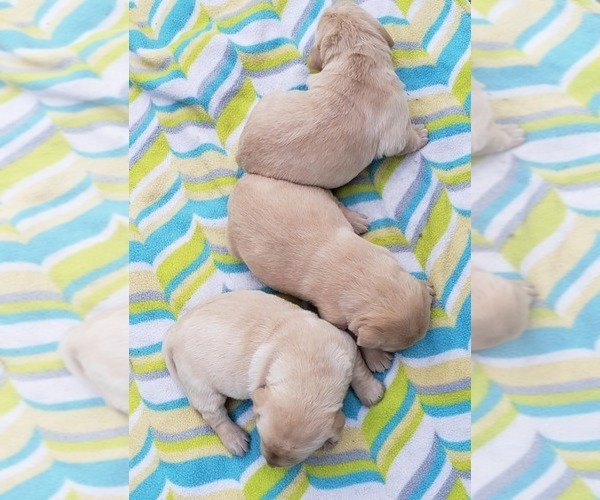 Medium Photo #39 Labrador Retriever Puppy For Sale in OLYMPIA, WA, USA