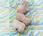 Small Photo #39 Labrador Retriever Puppy For Sale in OLYMPIA, WA, USA