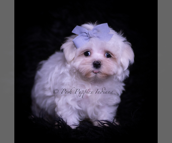 Medium Photo #3 Maltese Puppy For Sale in WARSAW, IN, USA