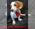 Small Photo #57 Basschshund Puppy For Sale in San Antonio, TX, USA