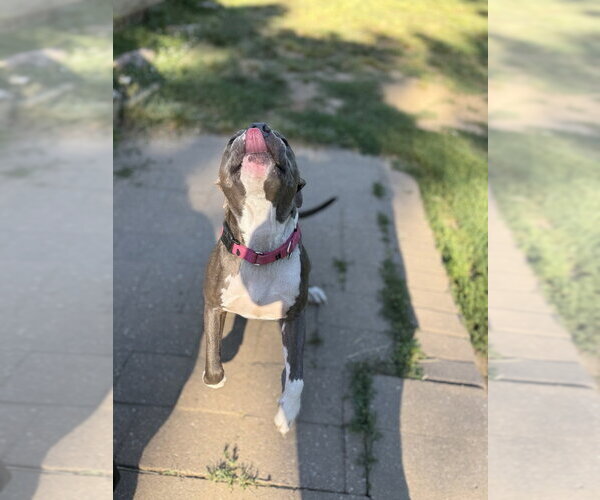 Medium Photo #7 Mutt Puppy For Sale in Wenonah, NJ, USA