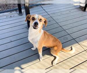 Chihuahua Dogs for adoption in Orange, CA, USA