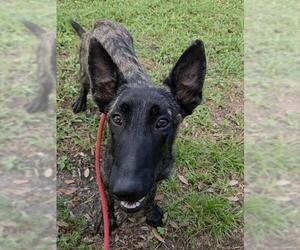Mutt Dogs for adoption in Fort Lauderdale, FL, USA