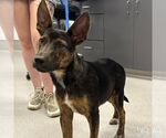 Small #2 Australian Kelpie Mix