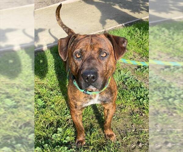 Medium Photo #1 Mutt Puppy For Sale in Sacramento, CA, USA