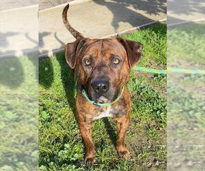 Mutt Dogs for adoption in Sacramento, CA, USA