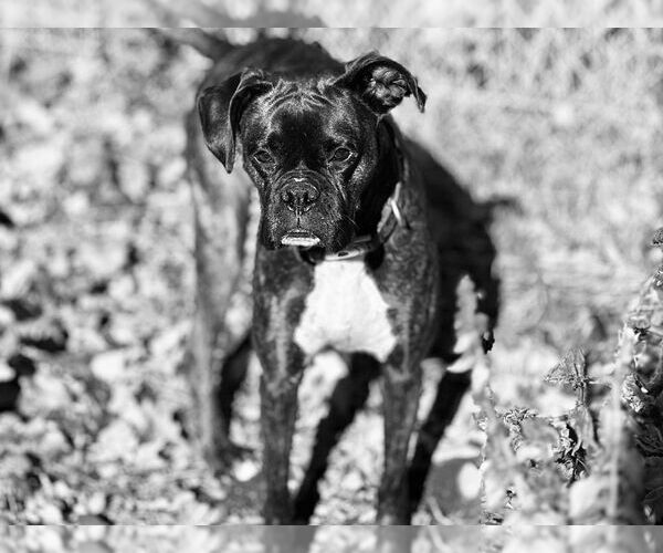 Medium Photo #4 Boxer Puppy For Sale in Brights Grove, Ontario, Canada