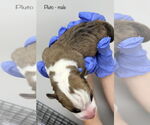 Small #3 American Pit Bull Terrier Mix