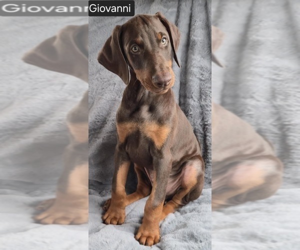 Medium Photo #5 Doberman Pinscher Puppy For Sale in POMEROY, OH, USA