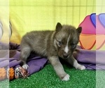 Small #19 Siberian Husky