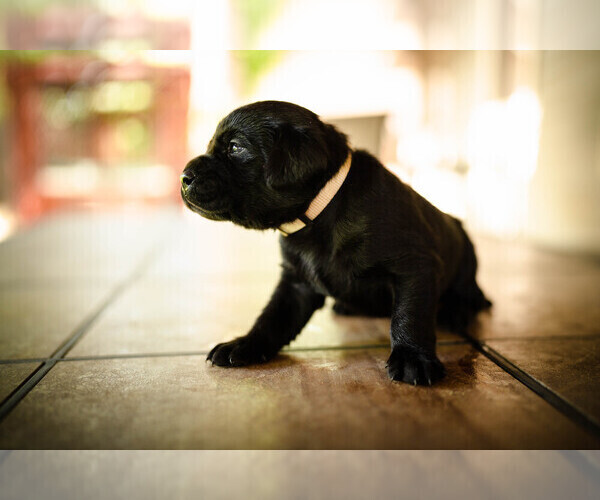 Medium Photo #3 Labrador Retriever Puppy For Sale in CARSON CITY, NV, USA