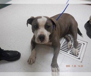 American Bulldog-Unknown Mix Dogs for adoption in Oroville, CA, USA