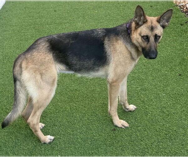 Medium Photo #3 German Shepherd Dog Puppy For Sale in Lighthouse Point, FL, USA