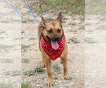 Small #1 Mutt