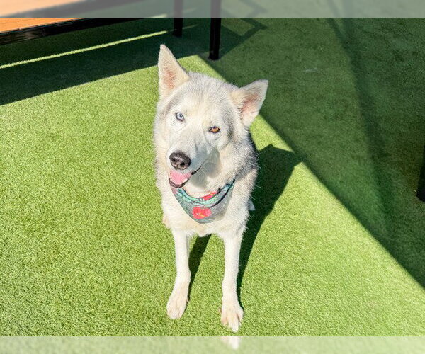 Medium Photo #3 Siberian Husky Puppy For Sale in Orange, CA, USA