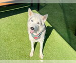 Small #2 Siberian Husky