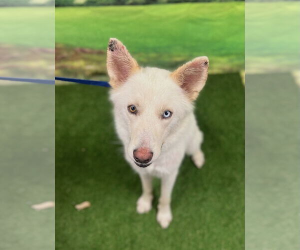 Medium Photo #2 Siberian Husky-white german shepherd Mix Puppy For Sale in Euless, TX, USA