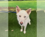 Small #1 Siberian Husky-white german shepherd Mix