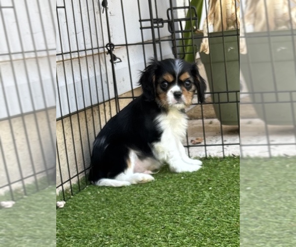Medium Photo #1 Cavalier King Charles Spaniel Puppy For Sale in ABILENE, TX, USA