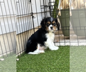 Cavalier King Charles Spaniel Puppy for sale in ABILENE, TX, USA