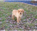 Small #15 Labrador Retriever