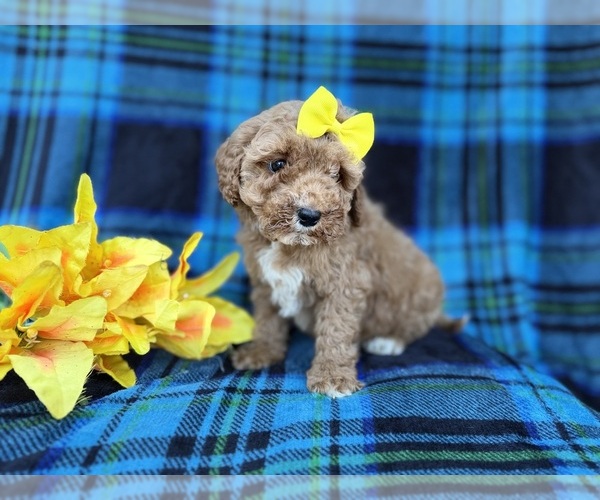 Medium Photo #5 Cavapoo (Miniature) Puppy For Sale in LAKELAND, FL, USA