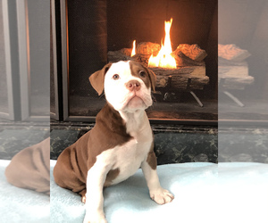 Olde English Bulldogge Puppy for sale in CHESTERFIELD, MI, USA