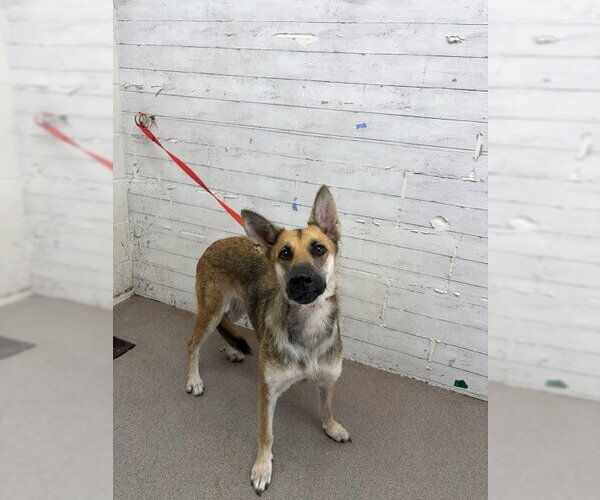 Medium Photo #1 German Shepherd Dog-Unknown Mix Puppy For Sale in San Bernardino, CA, USA