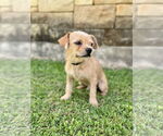 Small #1 Mutt
