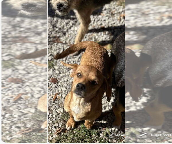 Medium Photo #4 Mutt Puppy For Sale in Westwood, NJ, USA